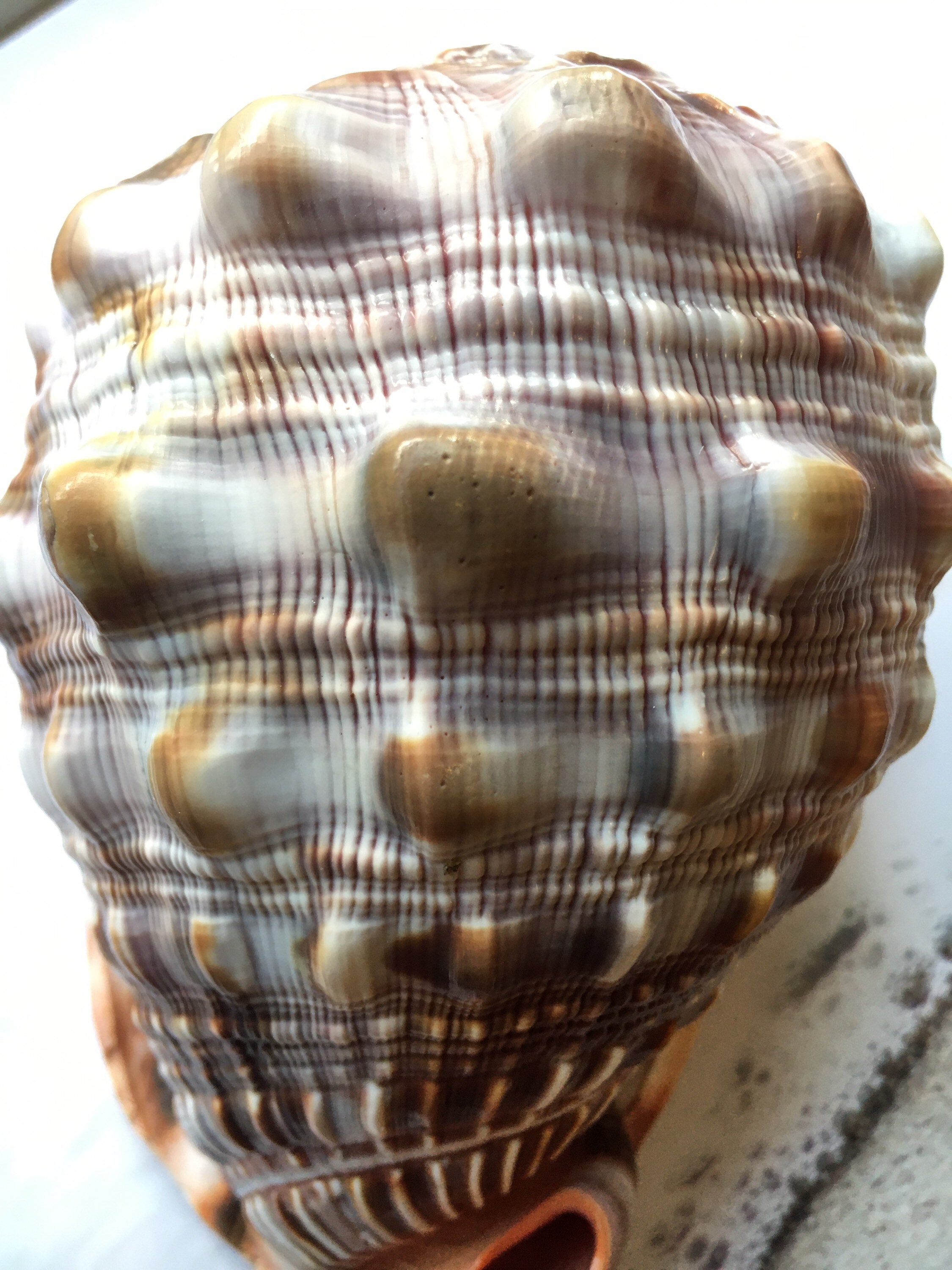 Gorgeous Cameo Shell (4