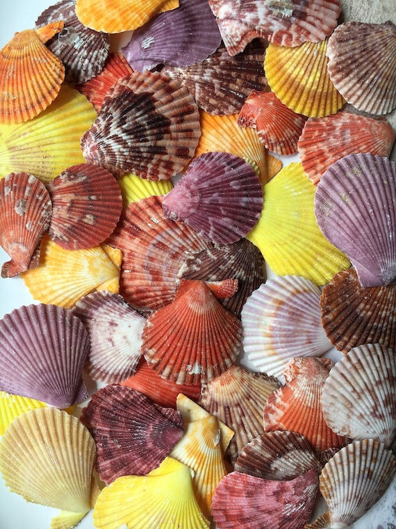 Colored Pectin Shells 12 Colorful Pectins Natural Seashell Colorful Scallop  Pectin Seashell Scallop Crafts FREE SHIPPING -  Canada