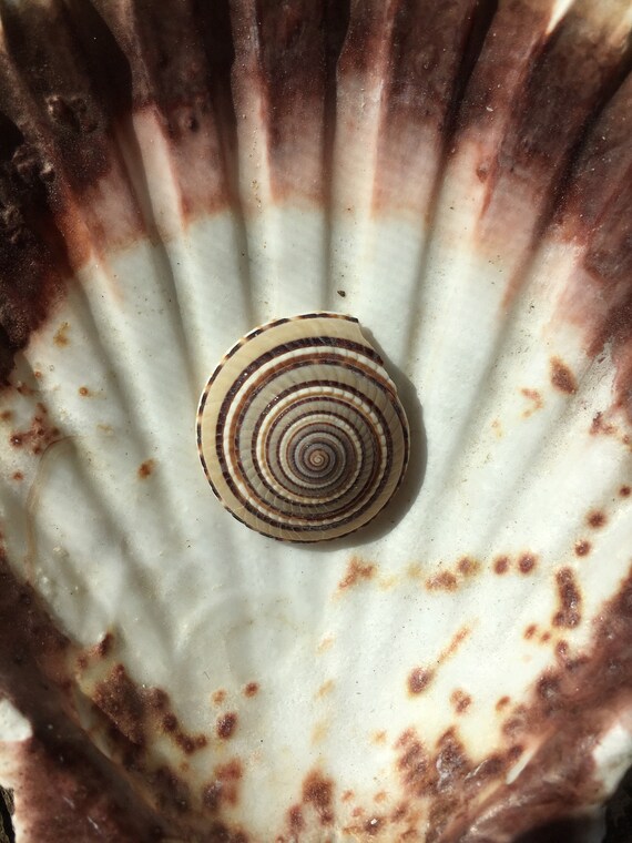Capiz Shells Round 1 - Flat shells - Natural Cream Capiz - Beach