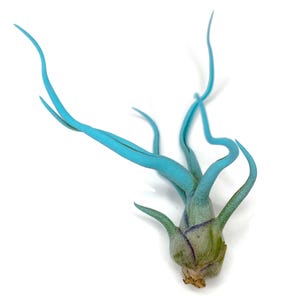 Jade Bulbosa Air Plant, Tillandsia Air Plant, Guatemala Air Plant, Air Plants, Decor, Plants, Terrarium Plant, Plant collector, Plant lover