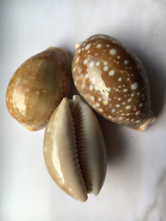 File Cowrie Shells Sozhi Roll Of Wikipedia 51 OFF file-cowrie-shells-sozhi-roll-of-wikipedia-51-off