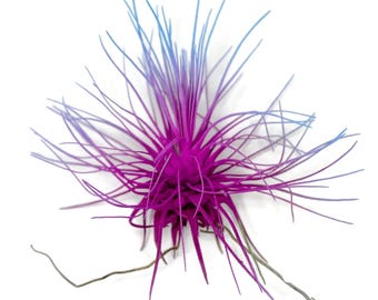 Rainbow #2 Thin Colored Air Plant, Live Tillandsia House Plant, Easy Care Indoor Outdoor, Great Gift, Healthy Arrival Guaranteed, Terrarium