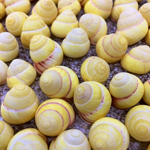 Land Snail-Striped Yellow Land Snail Shells-Safe for Hermit Crabs-Hermit Crab Shells-Turbo Shells-Hermit Crab Tank Decor