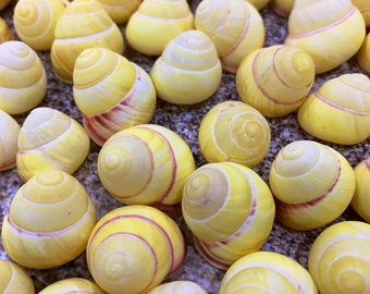 Land Snail-Striped Yellow Land Snail Shells-Safe for Hermit Crabs-Hermit Crab Shells-Turbo Shells-Hermit Crab Tank Decor