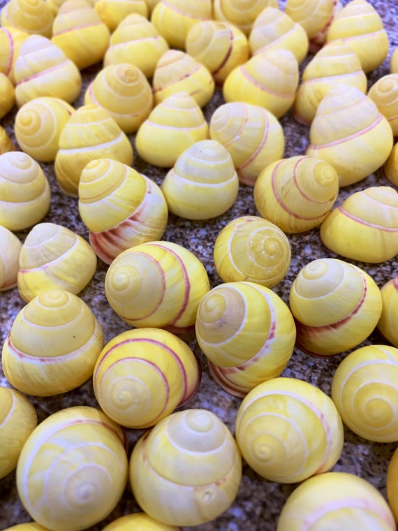 Land Snail-Striped Yellow Land Snail Shells-Safe for Hermit Crabs-Hermit Crab Shells-Turbo Shells-Hermit Crab Tank Decor