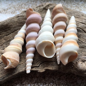 Terebra Turritella Shells (2&quot;-3&quot;), Purple Turritella, Beach Wedding Decor, Bulk shells, Sea Shells, Seashell Supply