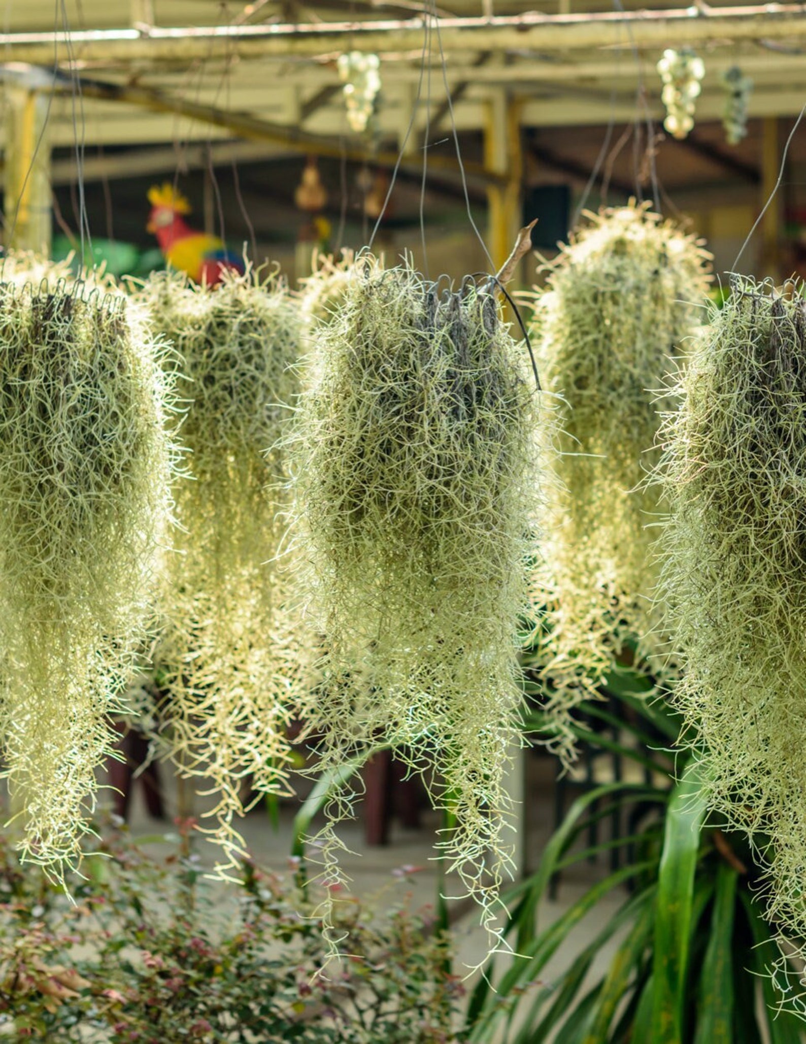 XL Spanish Moss Live Spanish Moss Tillandsia Usneoides Etsy