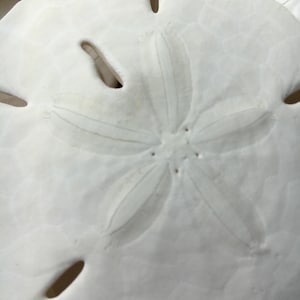May include: A white sand dollar with a five-pointed star pattern in the center and five holes around the edge.