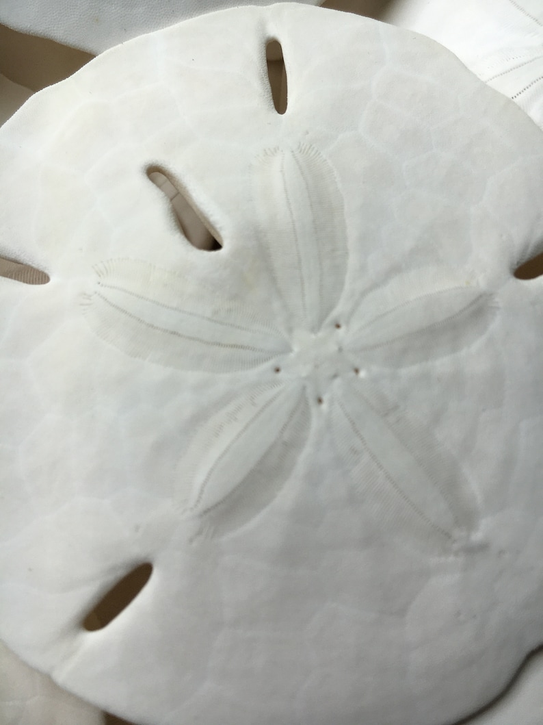 May include: A white sand dollar with a five-pointed star pattern in the center and five holes around the edge.