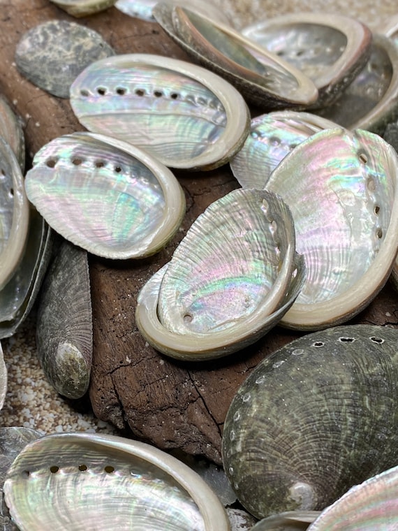 Sea Shells for Decorating, Natural abalone Sea Shell for Home Decor,  Wedding Decoration,4.3 