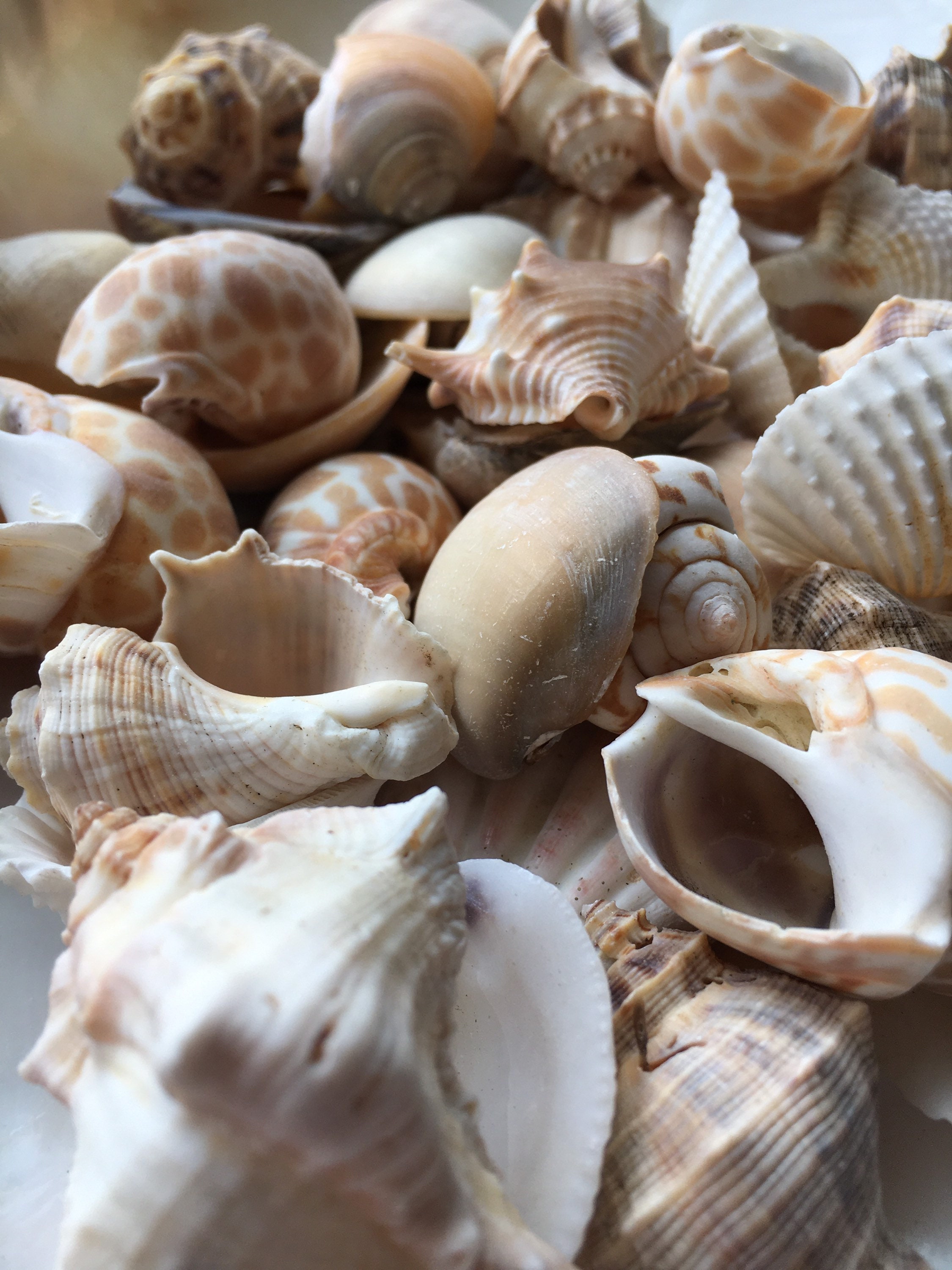 Sea Shells - Real Mixed Beach Seashells - White Decorative Assorted  Seashell Décor - 1 Pound - Sea Shells Bulk - Seashell Wedding - Shells for  Crafts