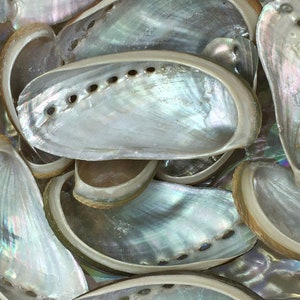 May include: A close-up of a pile of iridescent abalone shells. The shells are a pearly white color with a green and blue iridescent sheen. The shells are smooth and have a slightly rough texture.