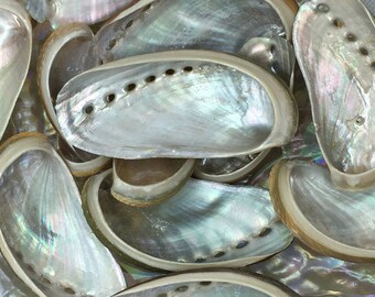 Green Abalone Donkey Ears-Abalone-Crafting Abalone-Bulk-Craft Seashells-Jewelry Shells-Wedding-Mosaics-Crafting Supplies-Shells-SHIPPING!