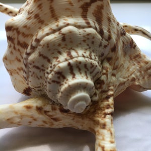 Lambis Chiagra Spider Shell 56 Spiny Freckled Seashell Spiked Conch ...