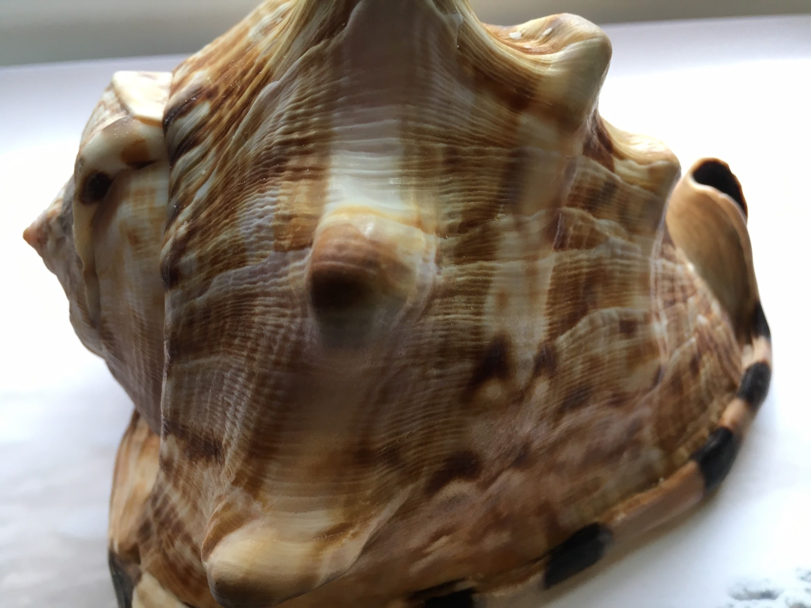 Gorgeous King Helmet Shell 55.75 Beach House Decor - Etsy