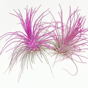 Buy 1 Get 1 FREE Pink THIN Argentina Air Plant Guatemala Tillandsia, Air Plant Gift, Air plants, Terrarium Plants, Enhanced Air Plants image 2