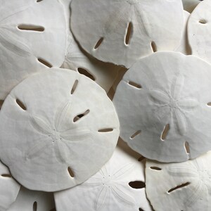 May include: A close-up of a pile of white sand dollars. The sand dollars are smooth and have a star-shaped pattern in the center.