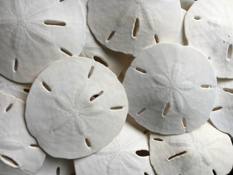 May include: A close-up of a pile of white sand dollars. The sand dollars are smooth and have a star-shaped pattern in the center.