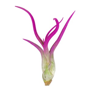 Pink Tillandsia Caput Medusae Air Plant, Ionantha Air Plant, Air Plants, Beach Wedding Decor, Wedding Favor, Tillandsia, Terrarium
