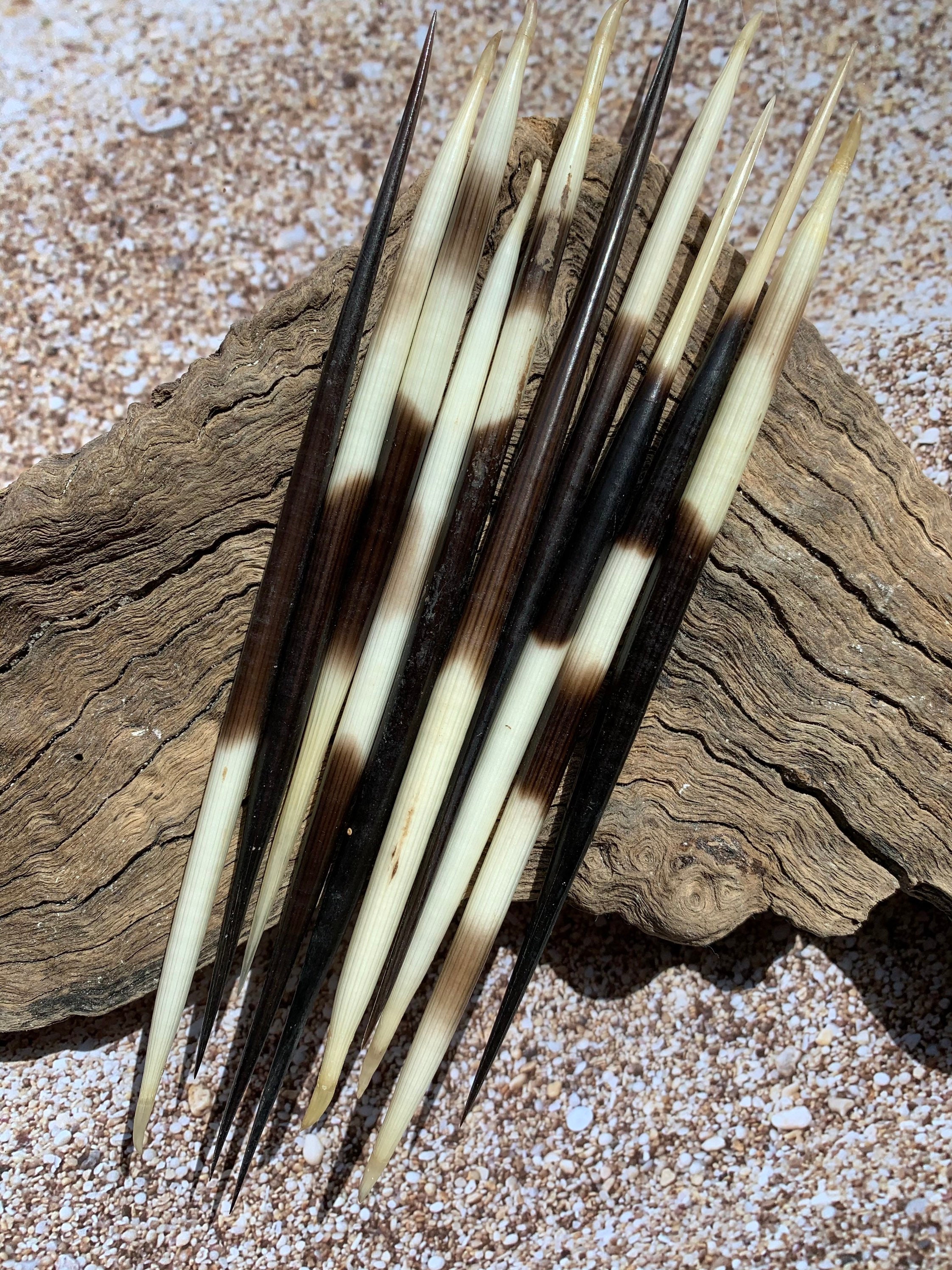 Porcupine Quill 46 African Porcupine Quills Needles Spines Craft