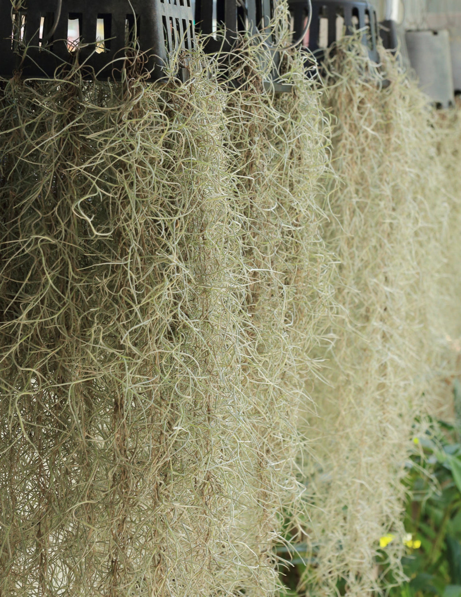 XL Spanish Moss Live Spanish Moss Tillandsia Usneoides Etsy