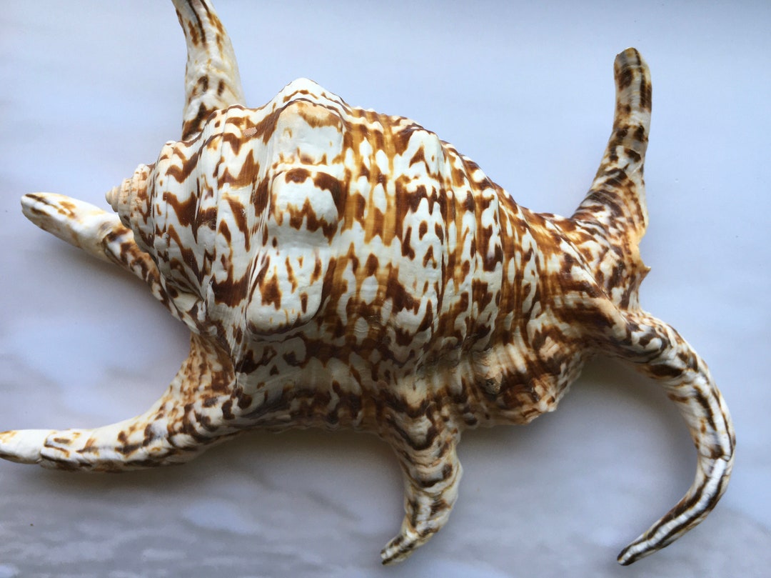 Lambis Chiagra Spider Shell 56 Spiny Freckled Seashell Spiked Conch ...