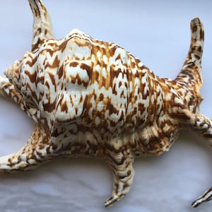 Lambis Chiagra Spider Shell - 5"-6" - Spiny Freckled Seashell - Spiked Conch - Crafts - Nautical - Beach - FREE SHIPPING!