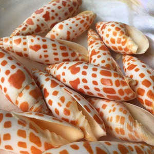 Mitra Mitra 2" - 3" Episcopal Miter Shells - Orange Shell - Wedding Decor/Favors -  Shells - Seashells - Crafting Shells - FREE SHIPPING!