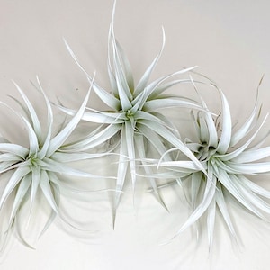 Buy 2 Get 1 FREE White Tillandsia Capitata Air Plant, Ionantha Air Plant, Air Plants, Beach Wedding Decor, Tillandsia, Terrarium, Blue Plant