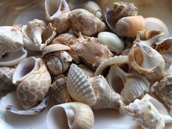 Seashell Baskets Assortment - Medium - Seashell Decor 