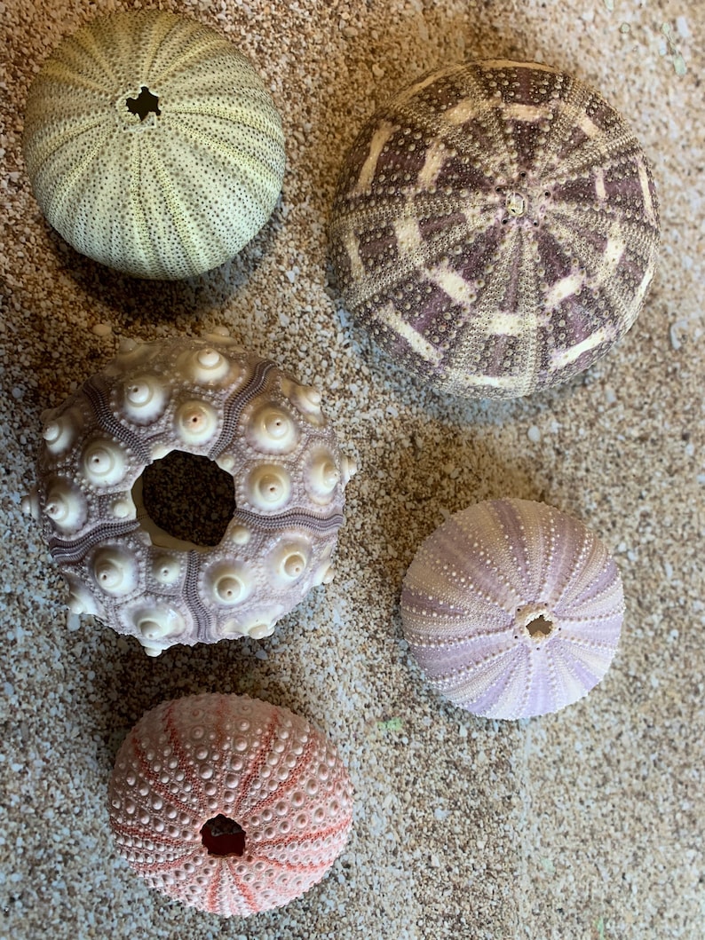 Sea Urchin Sampler Pack Beach Wedding Favors Sea Urchins Natural Sea Shell Air Plant Display Crafts 14 Pink & Purple Urchin image 5