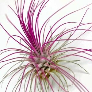 Buy 1 Get 1 FREE Pink THIN Argentina Air Plant Guatemala Tillandsia, Air Plant Gift, Air plants, Terrarium Plants, Enhanced Air Plants image 7