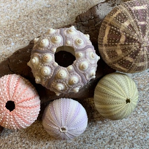 Sea Urchin Sampler Pack - Beach Wedding Favors - Sea Urchins - Natural Sea Shell - Air Plant Display - Crafts - 1”-4” Pink & Purple Urchin