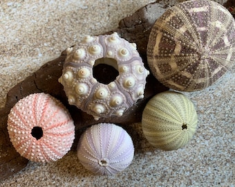 Sea Urchin Sampler Pack - Beach Wedding Favors - Sea Urchins - Natural Sea Shell - Air Plant Display - Crafts - 1”-4” Pink & Purple Urchin