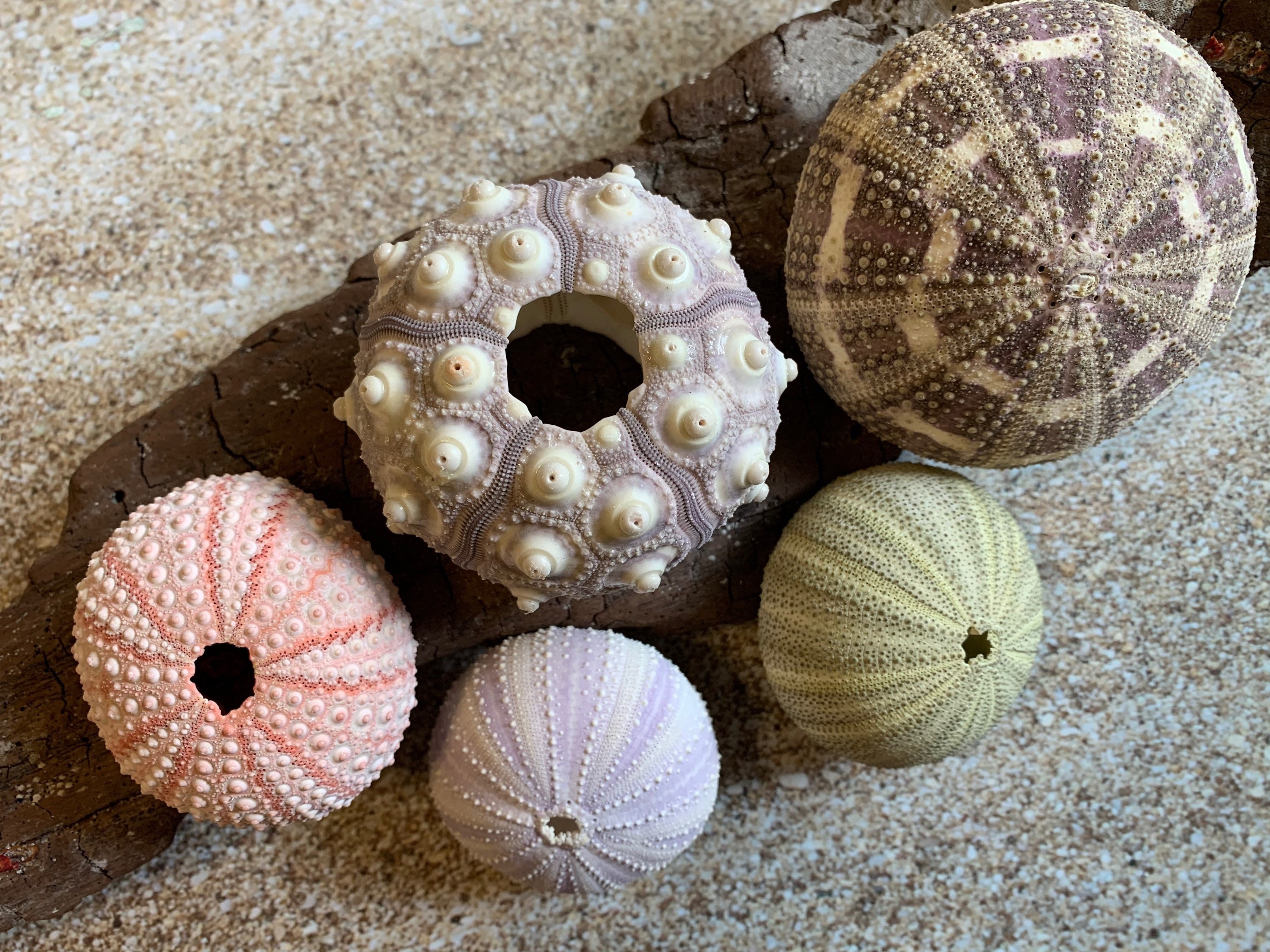 Sea Urchin Shell