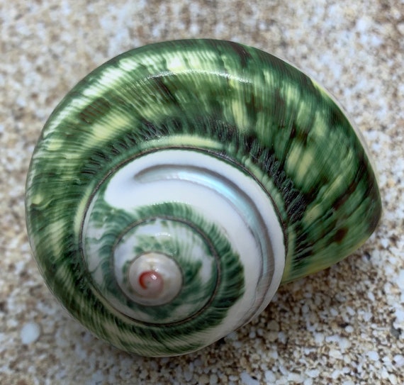 Banded Polished Turban Shell 2 2 7 8 Etsy