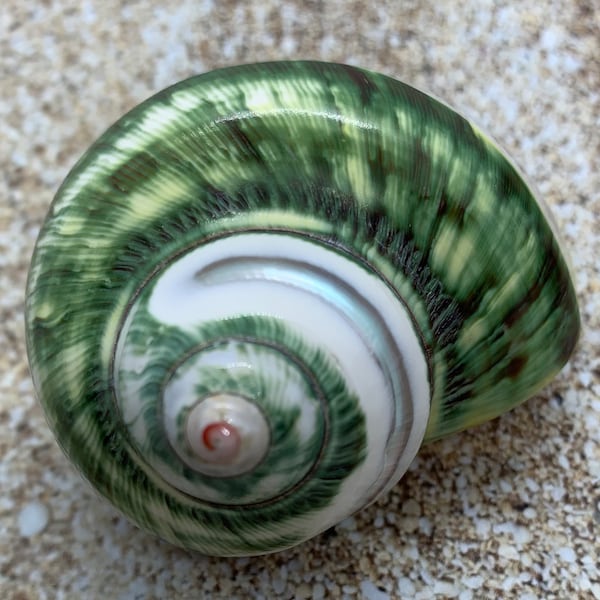 Banded Polished Turban Shell 2 2/8"-2 7/8" (Pentholatus) - Seashells - Shells - Natural Shells - Beach-Shells - Hermit Crab - FREE SHIPPING!