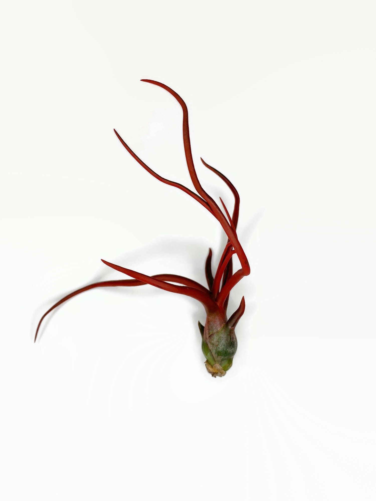 Red Bulbosa Air Plant, Tillandsia Air Plant, Guatemala Air Red Bulbosa Air Plant, Tillandsia Air Plant, Guatemala Air