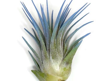 Tillandsia Chapeuensis V Turriformis - Etsy