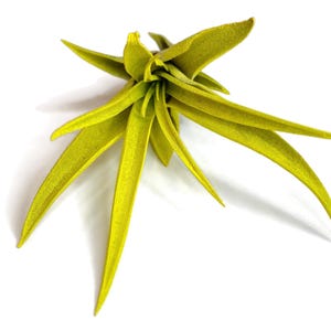 Yellow Tillandsia Capitata Air Plant, Ionantha Air Plant, Air Plants, Beach Wedding Decor, Wedding Favor, Tillandsia, Terrarium, Airplant
