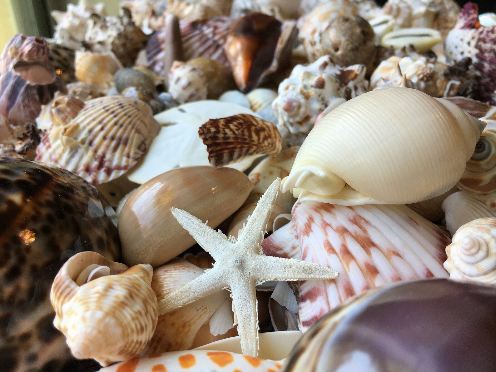 Bahama Shell Mix Assorted Sea Shells Sea Shells Bulk - Etsy