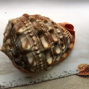 May include: A large, brown and white seashell with a textured surface and a pointed tip. The shell has a reddish-orange hue on the underside.
