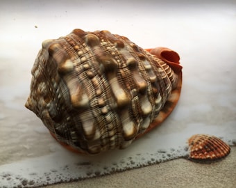 Gorgeous Cameo Shell (4&quot;-5&quot;) Beach House Decor, Coastal Cottage, Nautical Decor, Collector Shell, Rare Seashell, Beach Gift