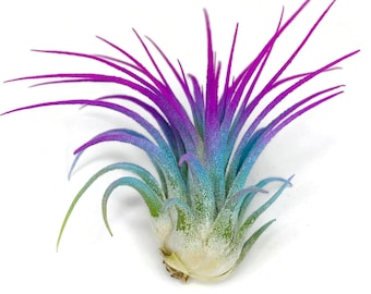 Rainbow Ionantha Guatemala Tillandsia Air Plant, Guatemala Air Plant, Air Plant, Airplant, Terrarium, Enhanced AirPlants, Jade/Pink