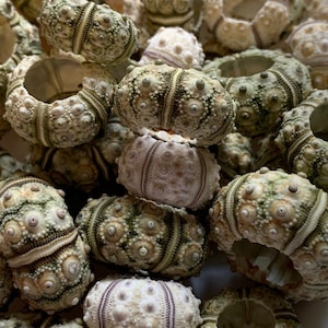Tiny Green Knobby Sea Urchin .50&quot;-1.5&quot; - Beach Wedding Favors - Decor - Sea Urchin - Air Plant - Crafts - Green Sea Urchin!