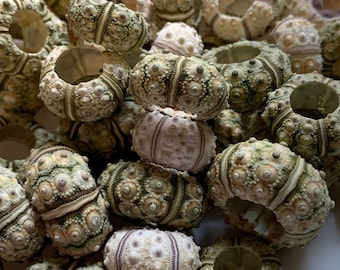May include: A collection of sea urchin shells with a natural green and white color pattern. The shells have a hole in the center and are arranged in a pile.