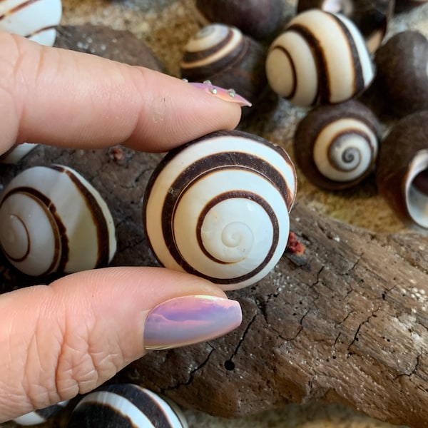 Live Land Snails Etsy