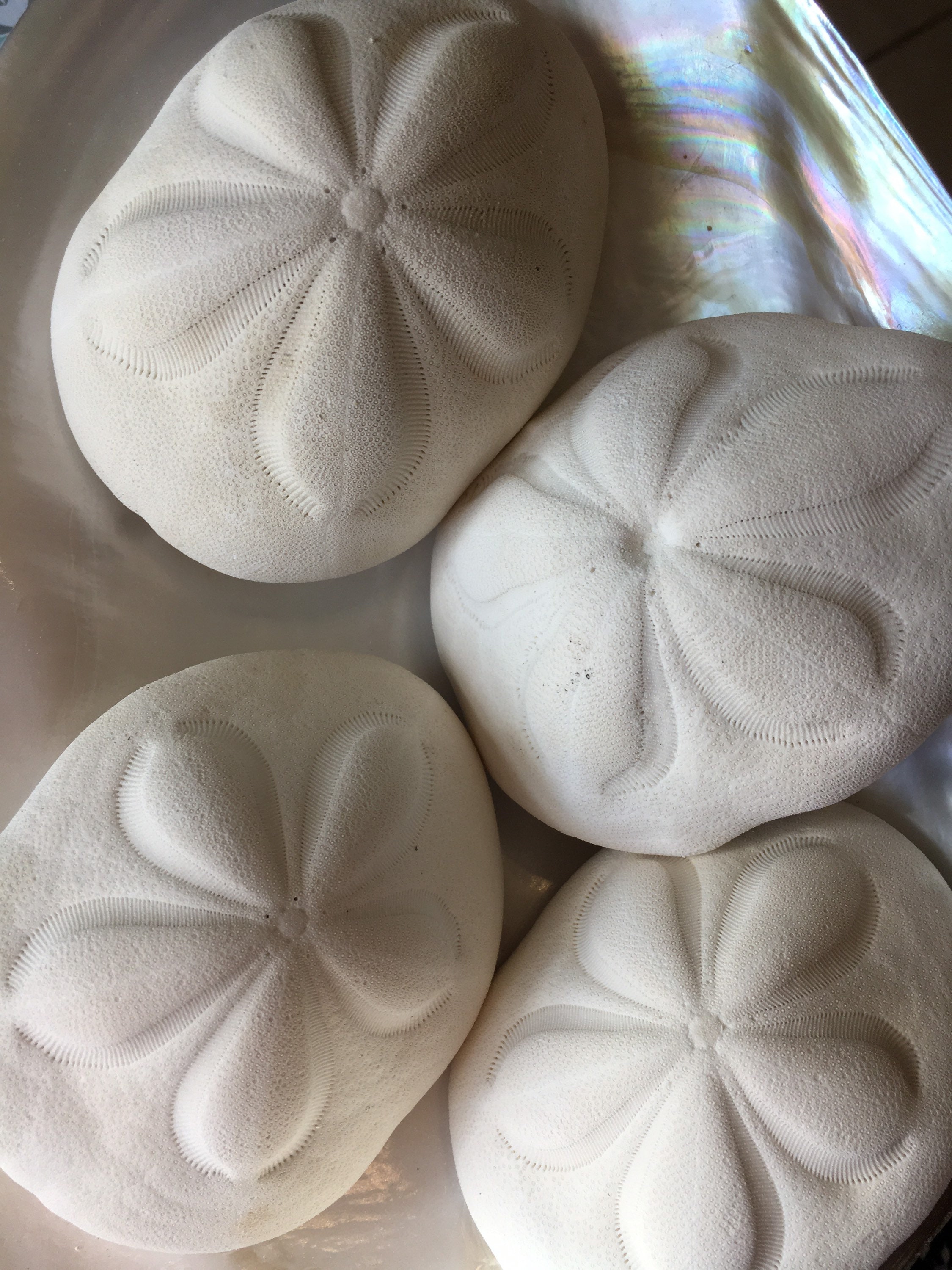 Large Sea Biscuits 2 PC Large Sand Dollars Seashell Supply