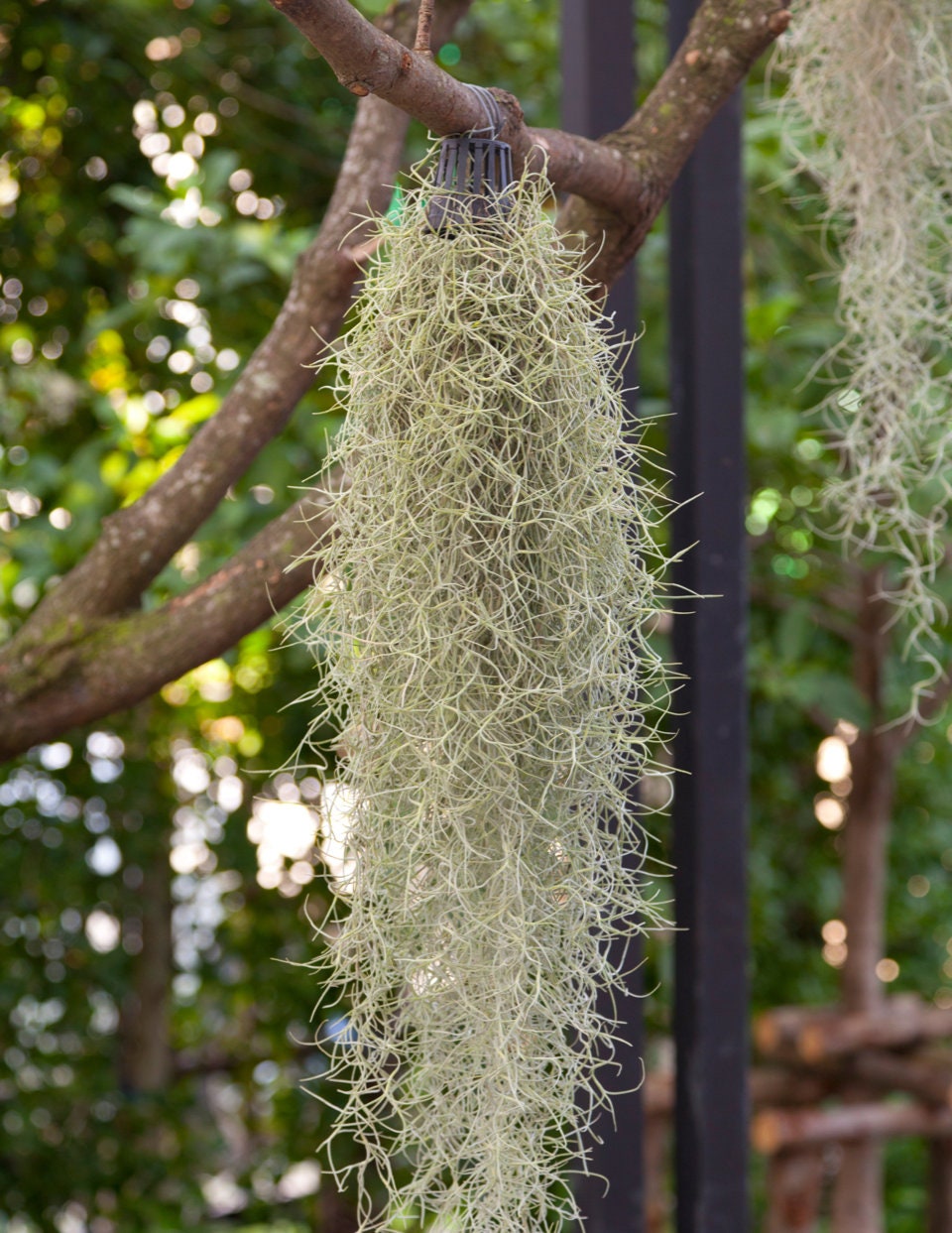 XL Spanish Moss Live Spanish Moss Tillandsia Usneoides Etsy