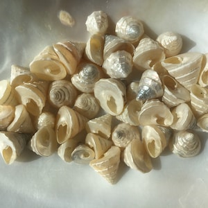 Among Pong Pearled Shells-Trochus Shells-White Pearled Shells-Wedding-Small Shells-Pearled Shells-Small Shells-White Shells